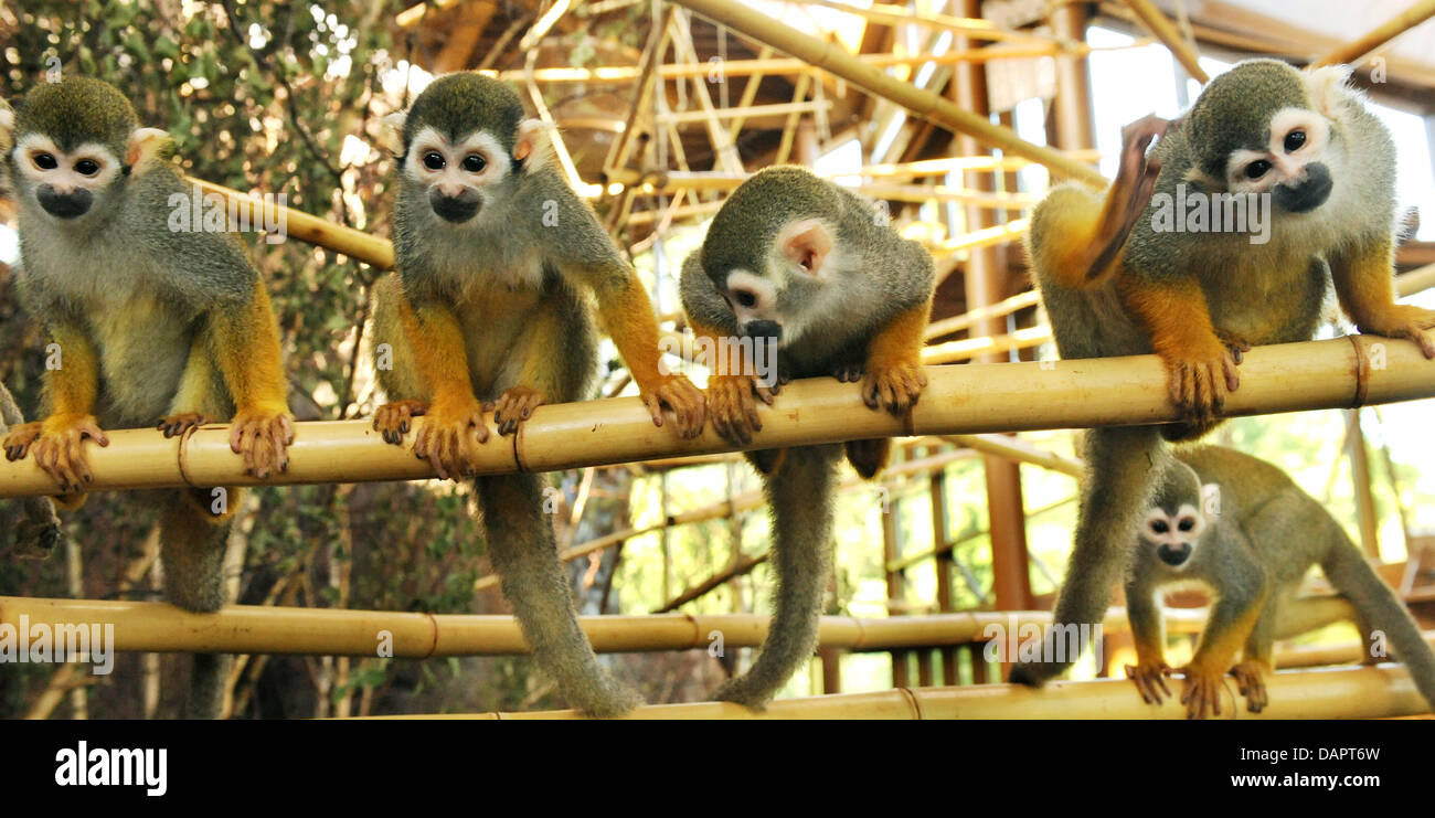 Zookeeper monkey hires stock photography and images Alamy