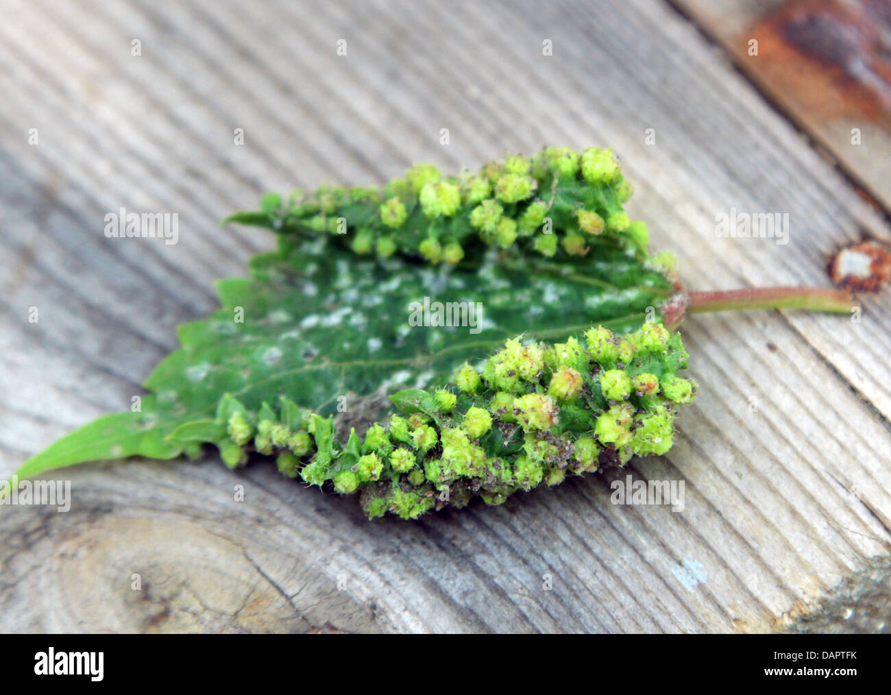 A grape leaf ill if grape ticks Stock Photo