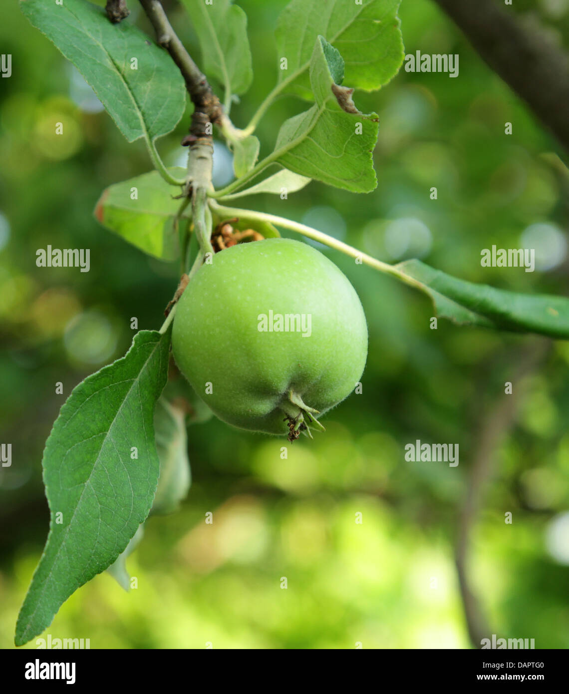 Green apple growing on tree Stock Photo