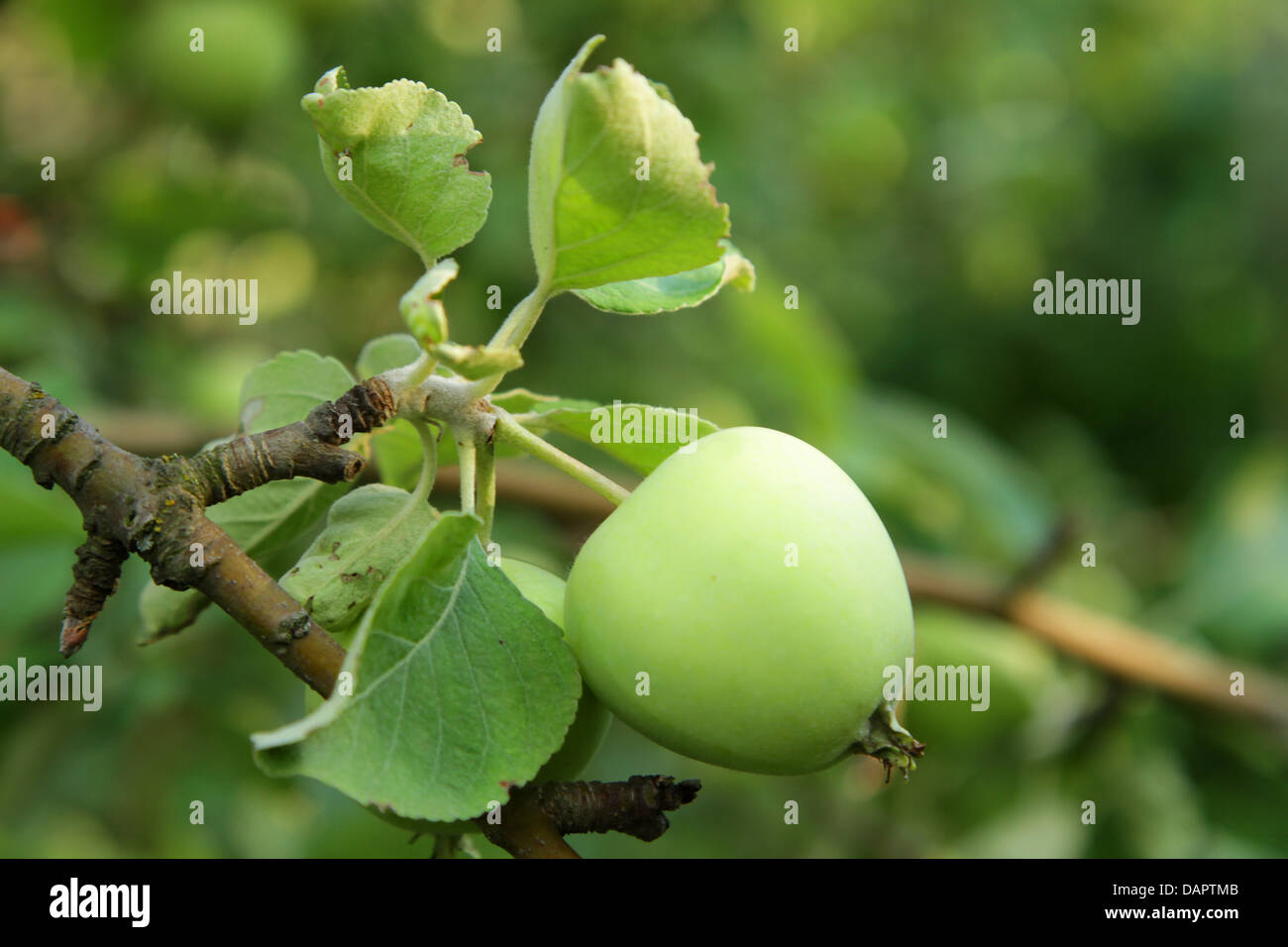 Green apple growing on tree in summer Stock Photo