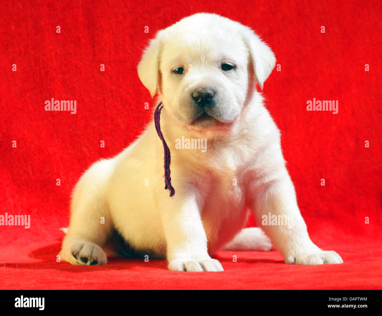 yellow labrador puppy on the red background Stock Photo - Alamy