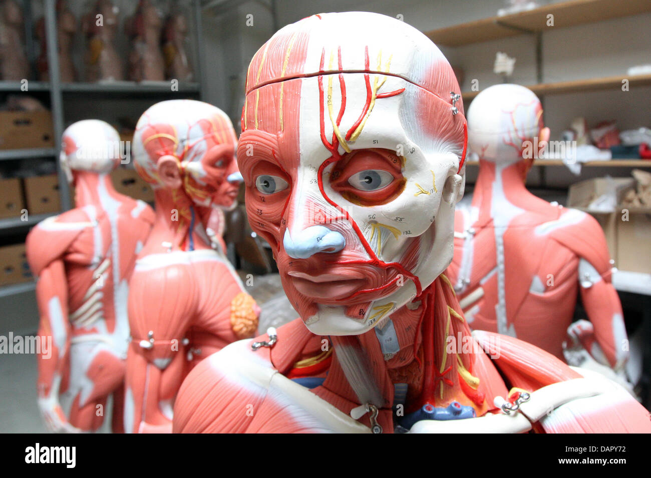 Muscle dummies stand inside a room of the company 3B Scientific GmbH in  Hamburg, Germany, 10 August 2011. Imitations of skeletons, brains or  eyeballs - thousands of these mock-ups are delivered to