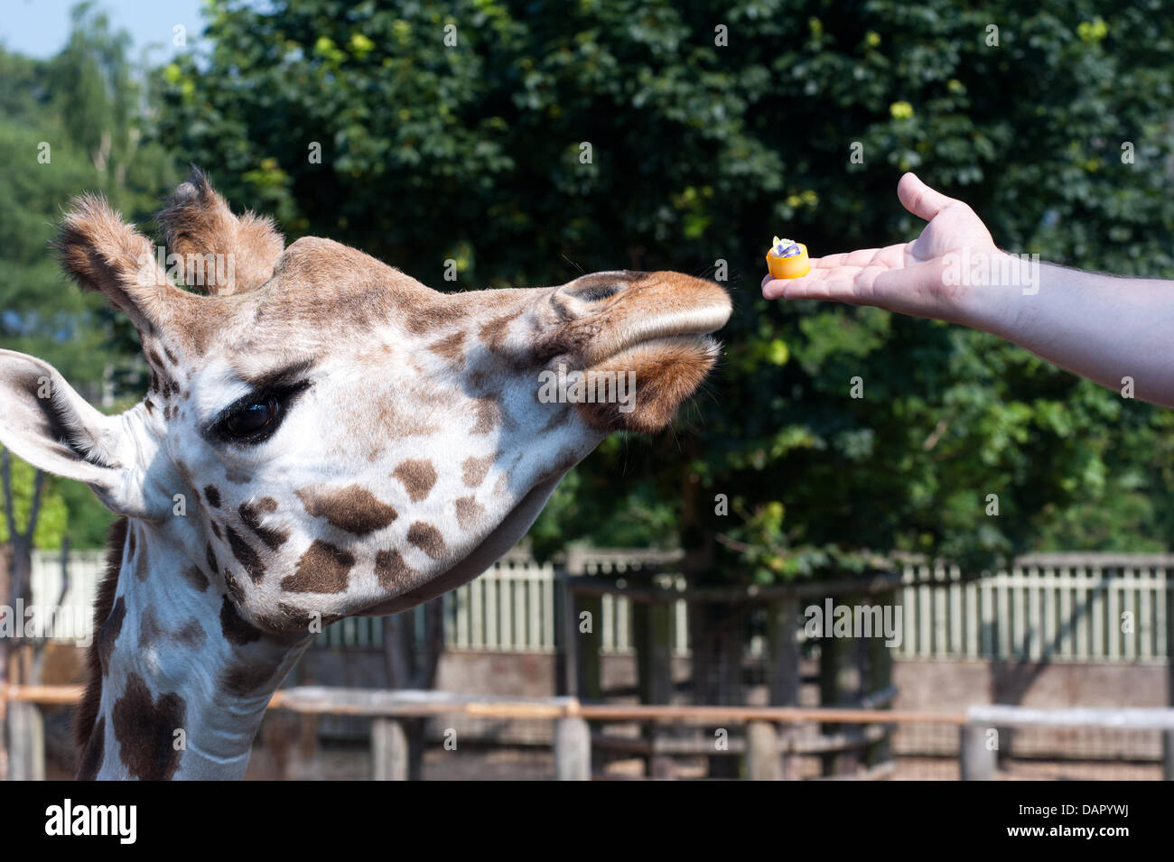 London, UK - 17 July 2013: Giraffes at ZSL London Zoo experience silver service with a difference ahead of the opening of brand-new The Terrace Restaurant next Friday. Gary Devereaux, executive chef for the Zoo’s caterers Ampersand, servs up custom dishes to get the animals’ seal of approval before The Terrace Restaurant opens its doors to Zoo visitors. Credit:  Piero Cruciatti/Alamy Live News Stock Photo