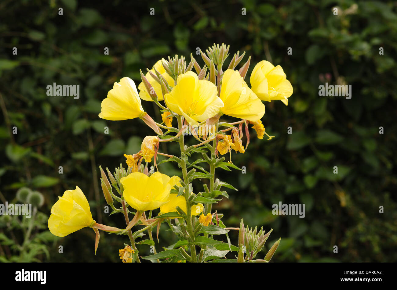 cluster of bright yellow evening primrose flowers showing withered