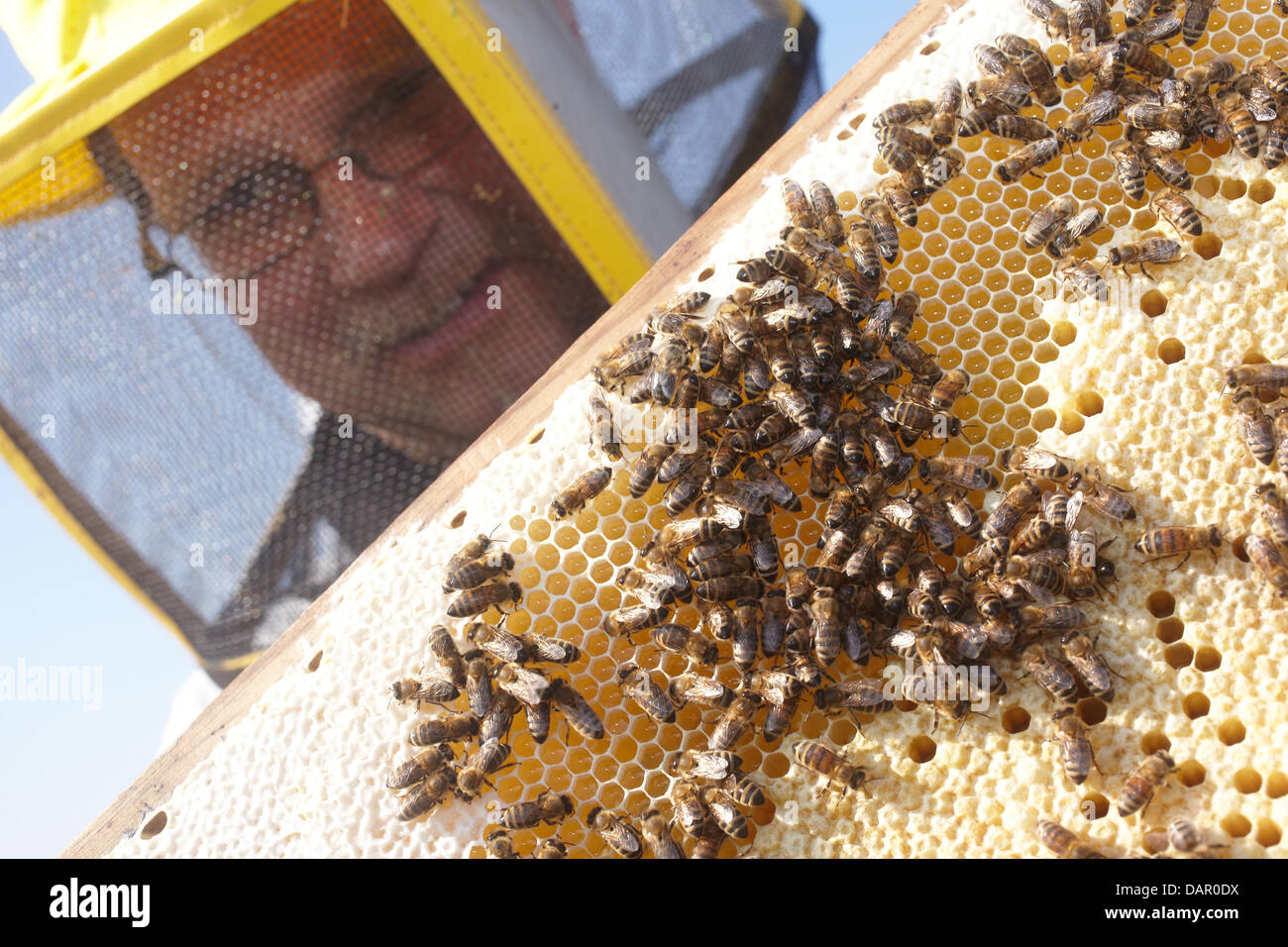 (FILE) An archive photo dated 04 June 2011 shows beekeeper Klaus Ballmann showing a cone from one of his beehives in a field near Mayen, Germany. The German Consumer Center Federal Association reckons that the decision of the European Court of Justice (ECJ) to sales restrictions for honey with traces of genetically modified plants will have grave consequences. The judgement of the  Stock Photo