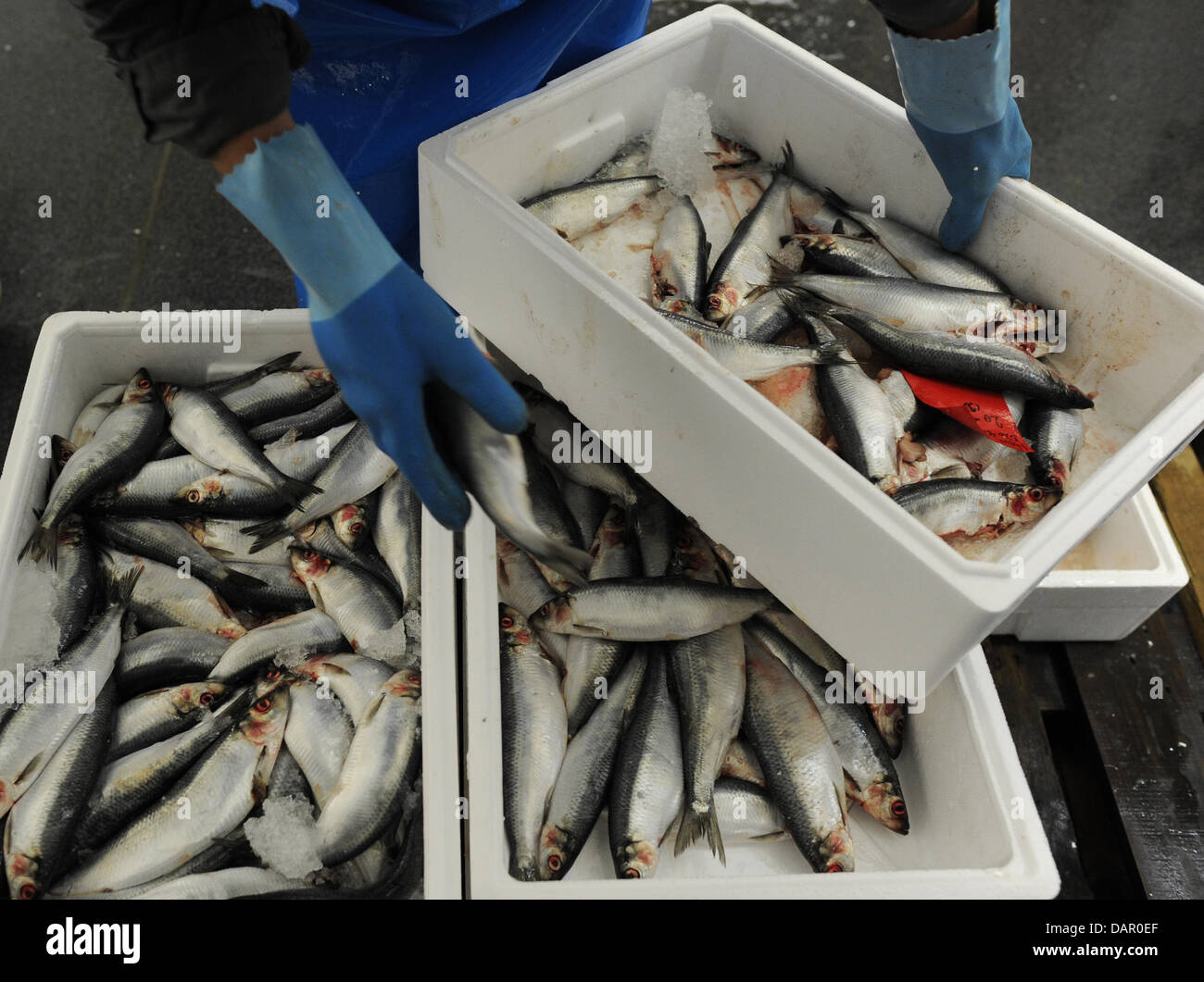 An employee sorts crates of herring at the fish market in Hamburg