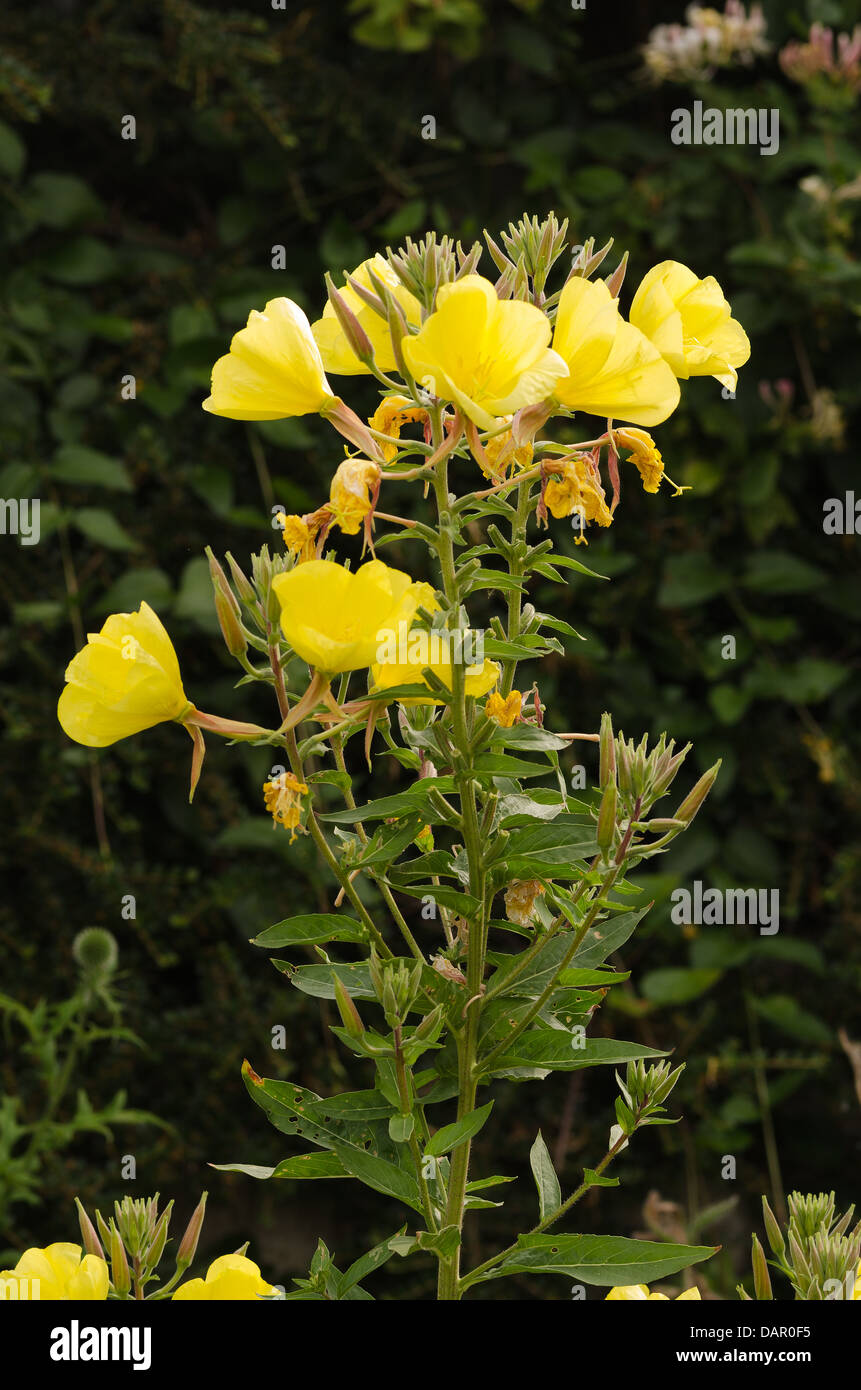 cluster of bright yellow evening primrose flowers showing withered