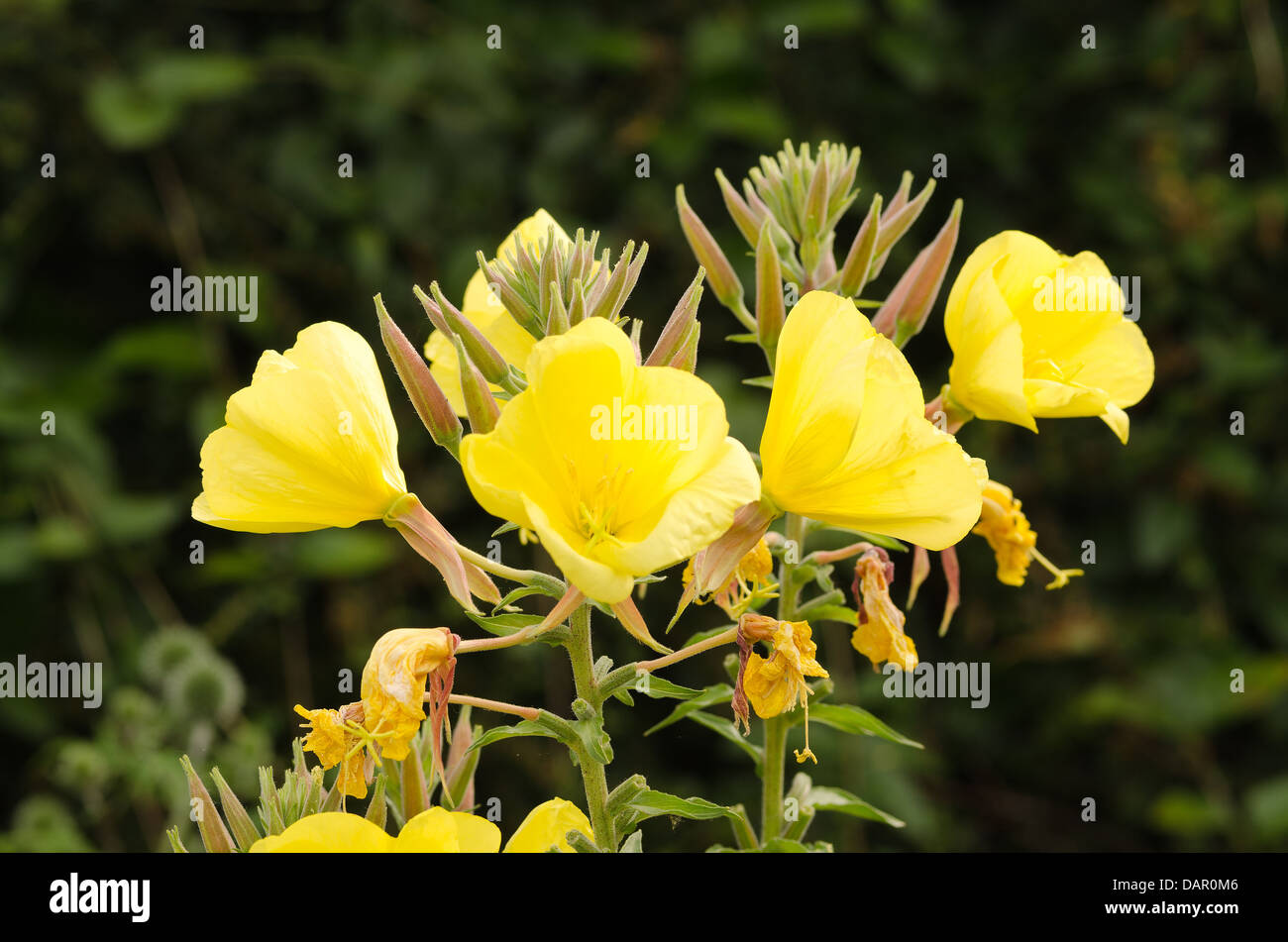 cluster of bright yellow evening primrose flowers showing withered