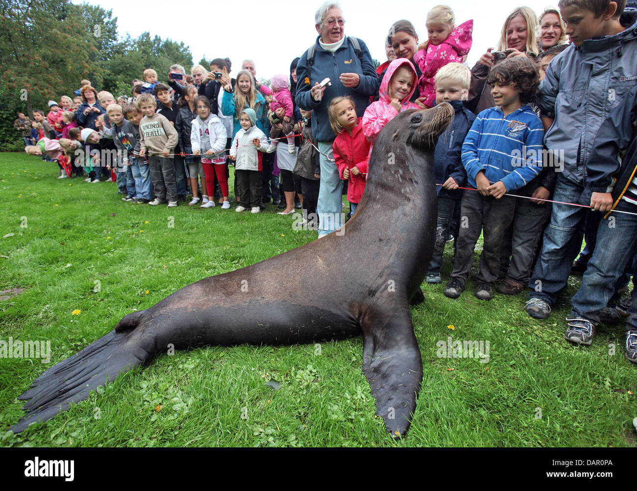 Seal Charlie, known from the TV series 'Hello Robbie' waddles on the ...