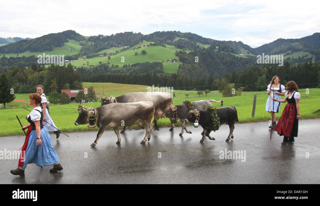 Alp farmers drive their cattle to the valley during the Viehscheid