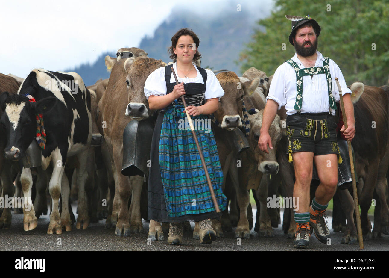 Alp farmers drive their cattle to the valley during the Viehscheid