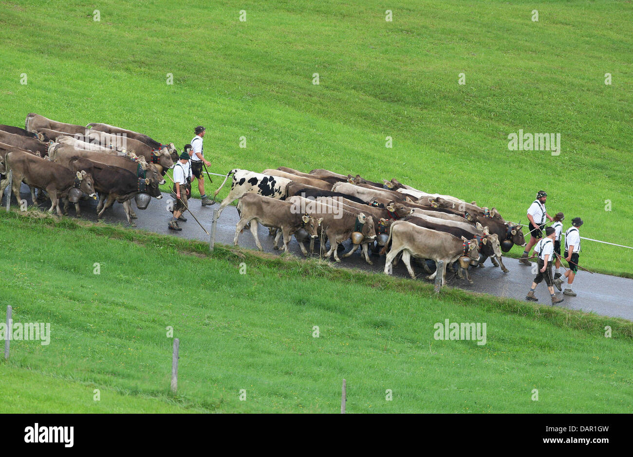 Alp farmers drive their cattle to the valley during the Viehscheid