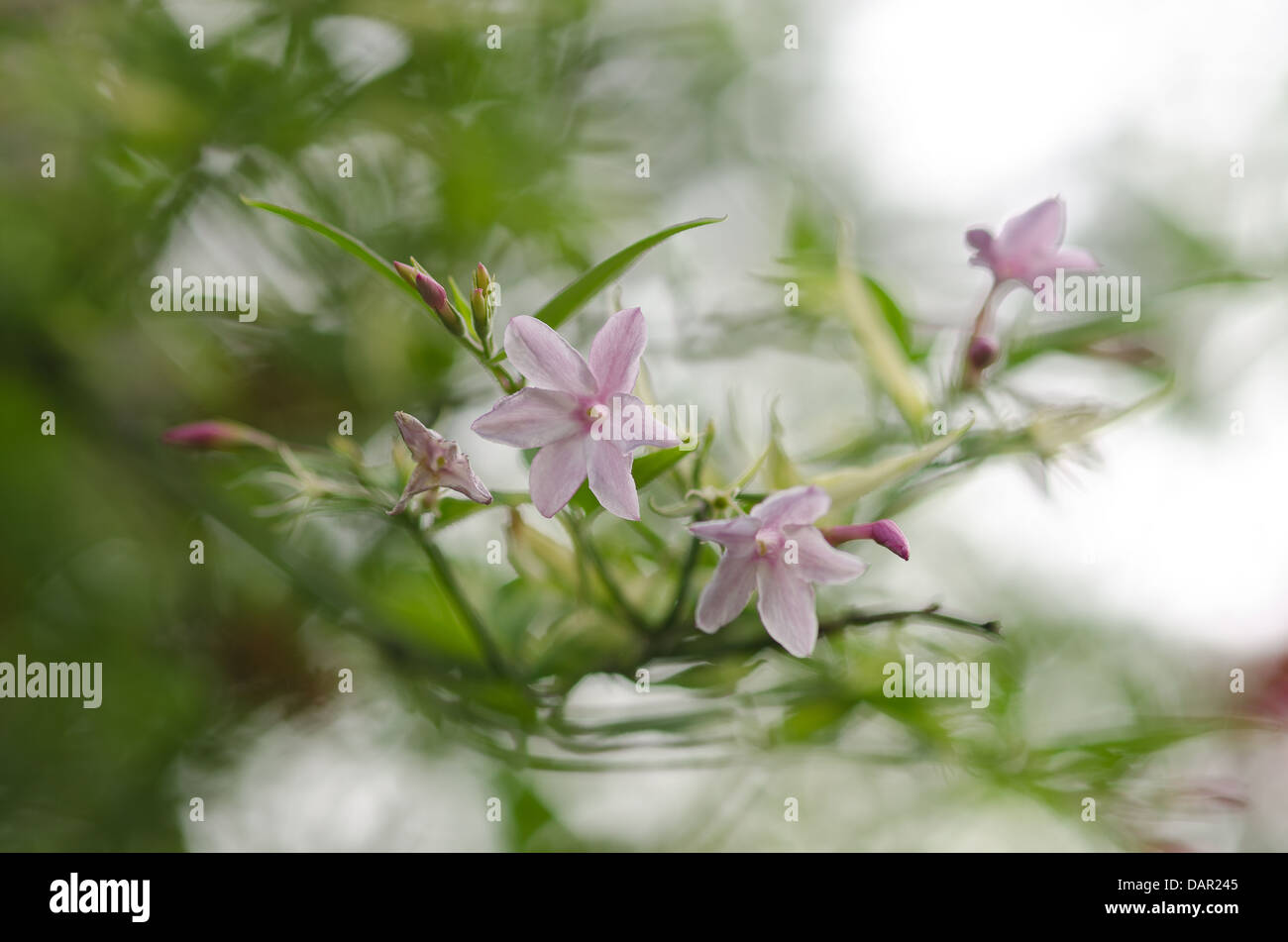 Hanging airy pink jasmine flowers on branch separated from background dappled in sunshine Stock Photo