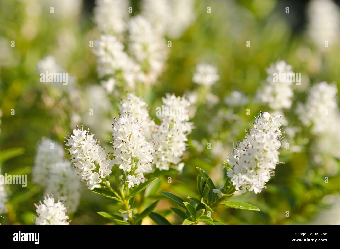 Close Up Detail Of Inflorescence To White Gem Hebe Plant Flowers close-up-detail-of-inflorescence-to-white-gem-hebe-plant-flowers