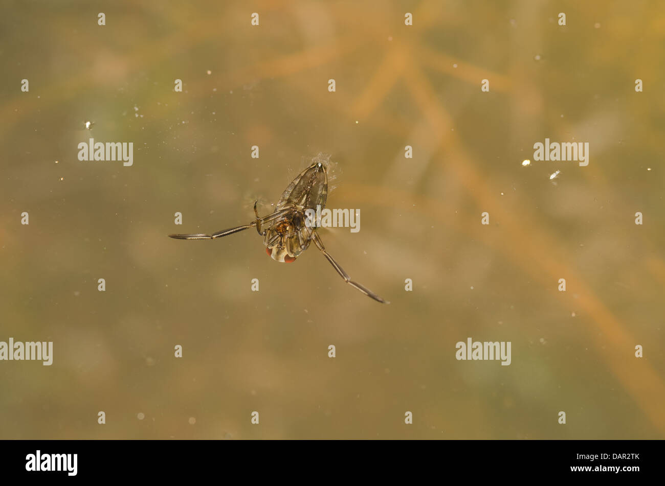 Surface tension swimmer hi-res stock photography and images - Alamy