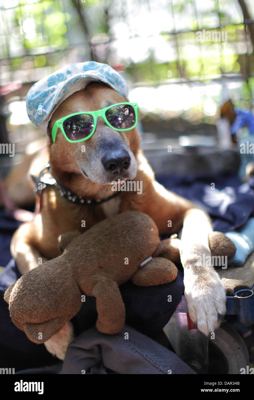 The dog 'Mr. Spock' wears sunglasses and a hat to be protected from the sun at a stand of the flea market in Berlin-Friedrichshain, Germany, 11 September 2011. While temperatures today rise up to 27 degree Celsius they will cool down to 20 degree Celsius next week. Photo: KAY NIETFELD Stock Photo