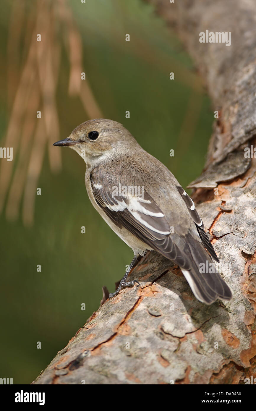 Pied Flycatcher (Ficedula hypoleuca) Stock Photo