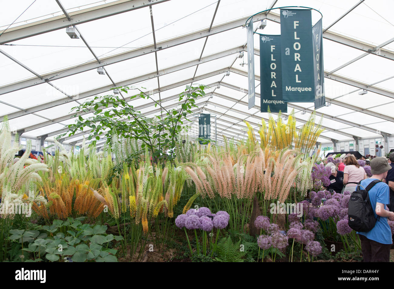 Internal view of the Floral Marquee at the Hampton Court Flower Show 2013 with Eremus and Allium flowers in the foreground Stock Photo