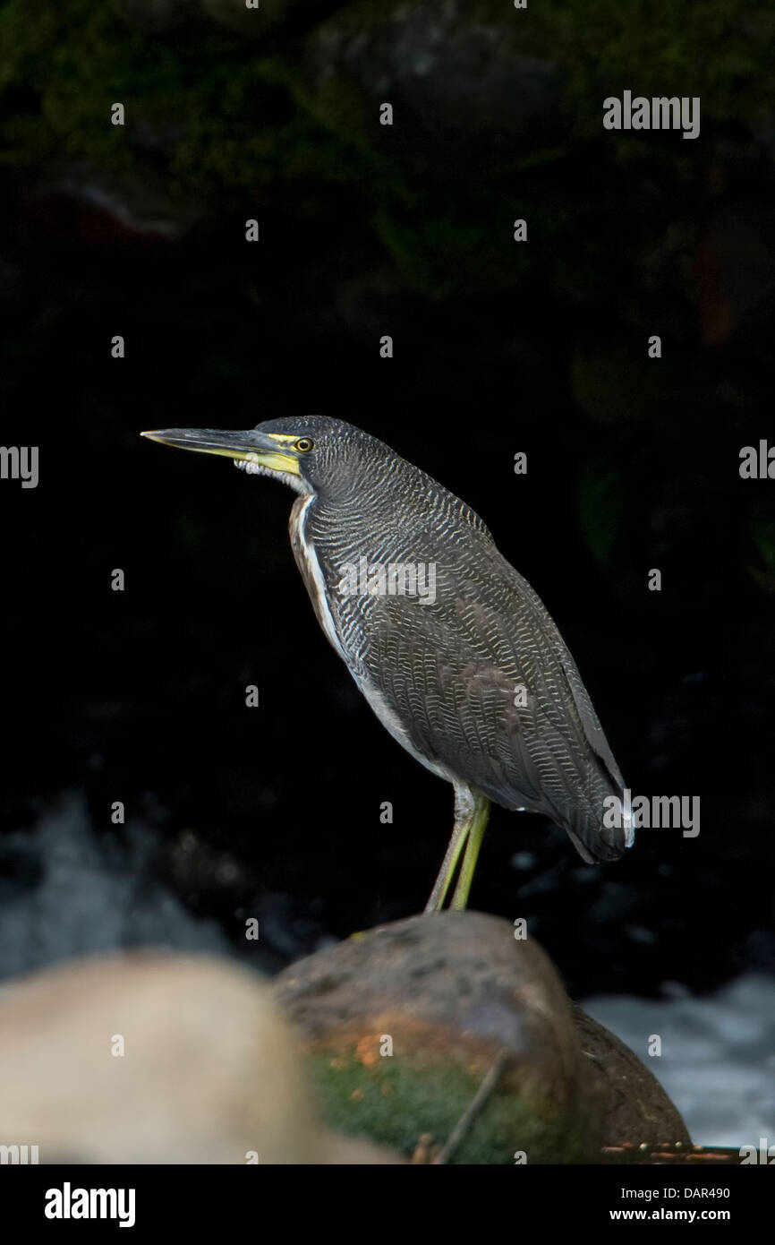 Fasciated Tiger-Heron Tigrisoma fasciatum Stock Photo - Alamy