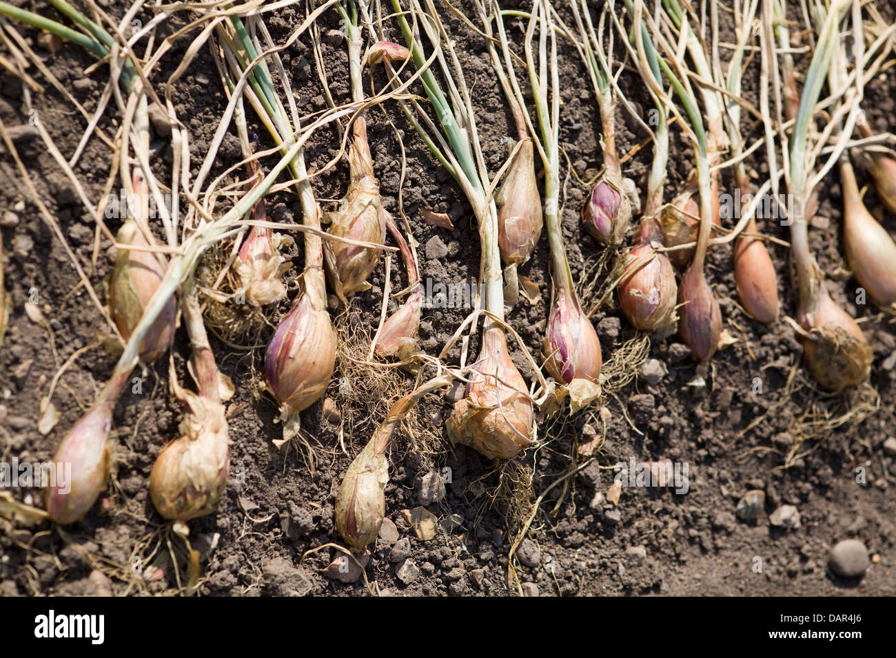 Bunch of shallots stock photo. Image of plant, shallot - 31223948