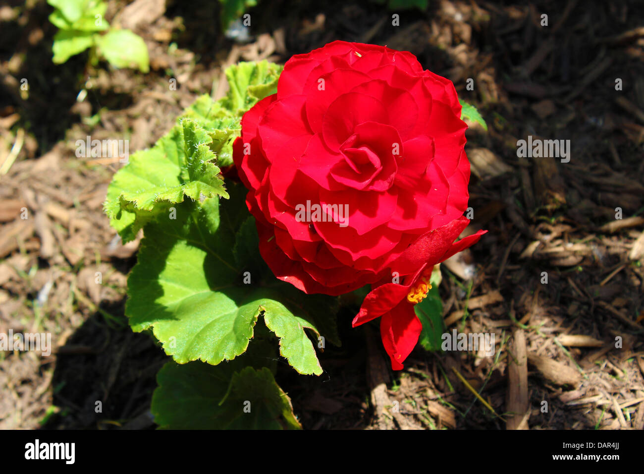 The Begonia flower is a subtropical and tropical perennial plant. Stock Photo