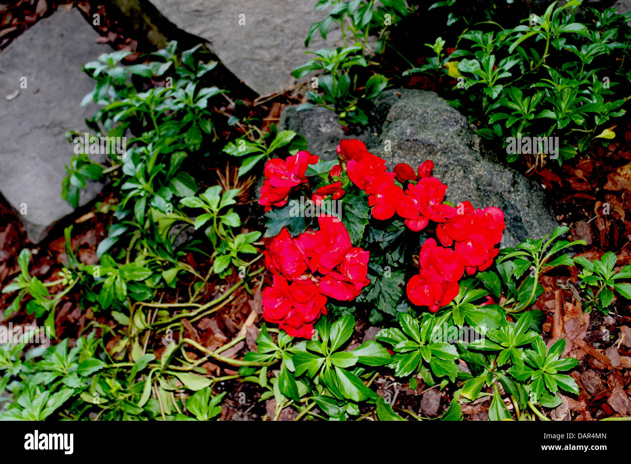 The Begonia flower is a subtropical and tropical perennial plant. Stock Photo