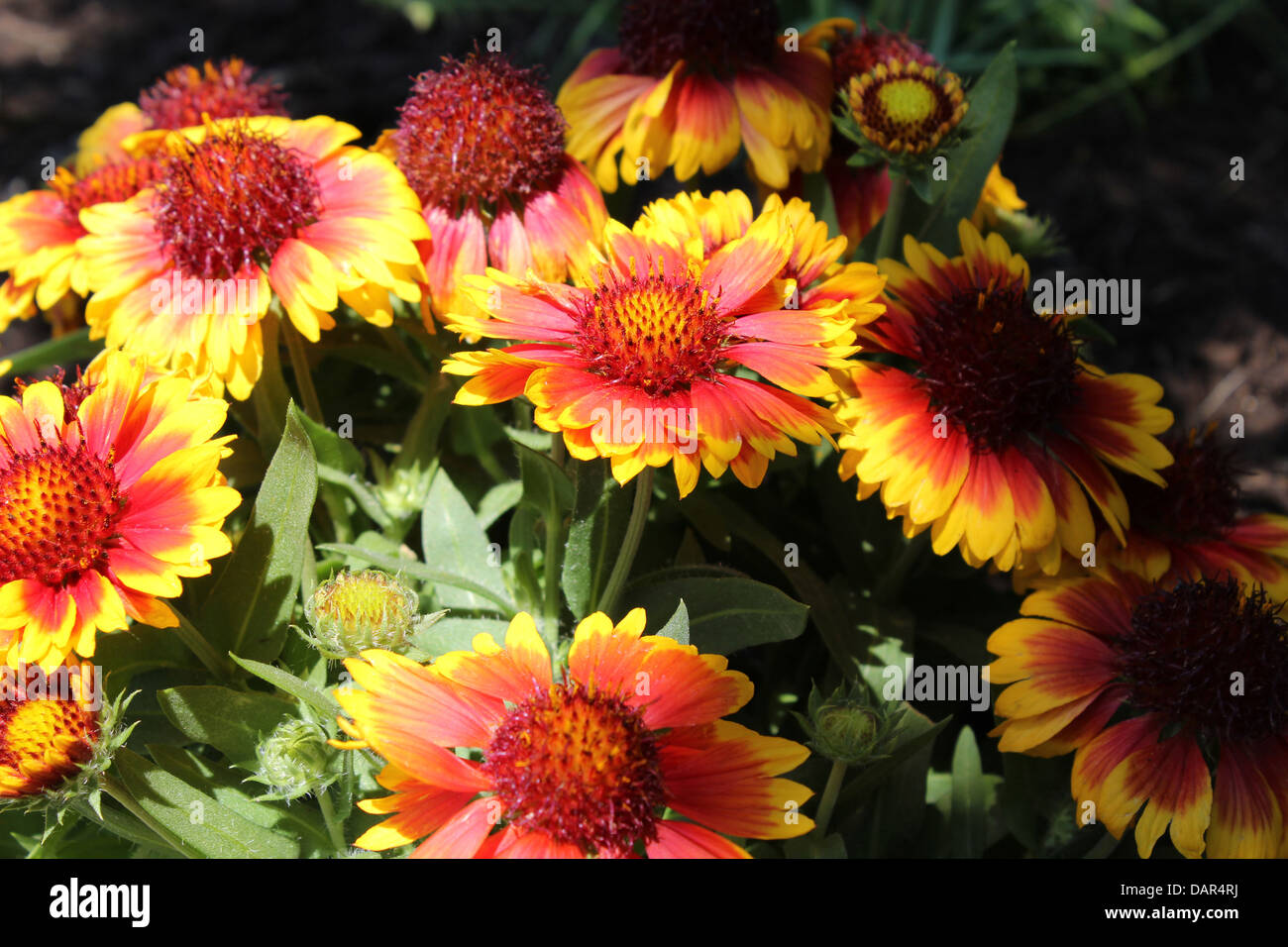 Blanket Flower High Resolution Stock Photography and Images Alamy