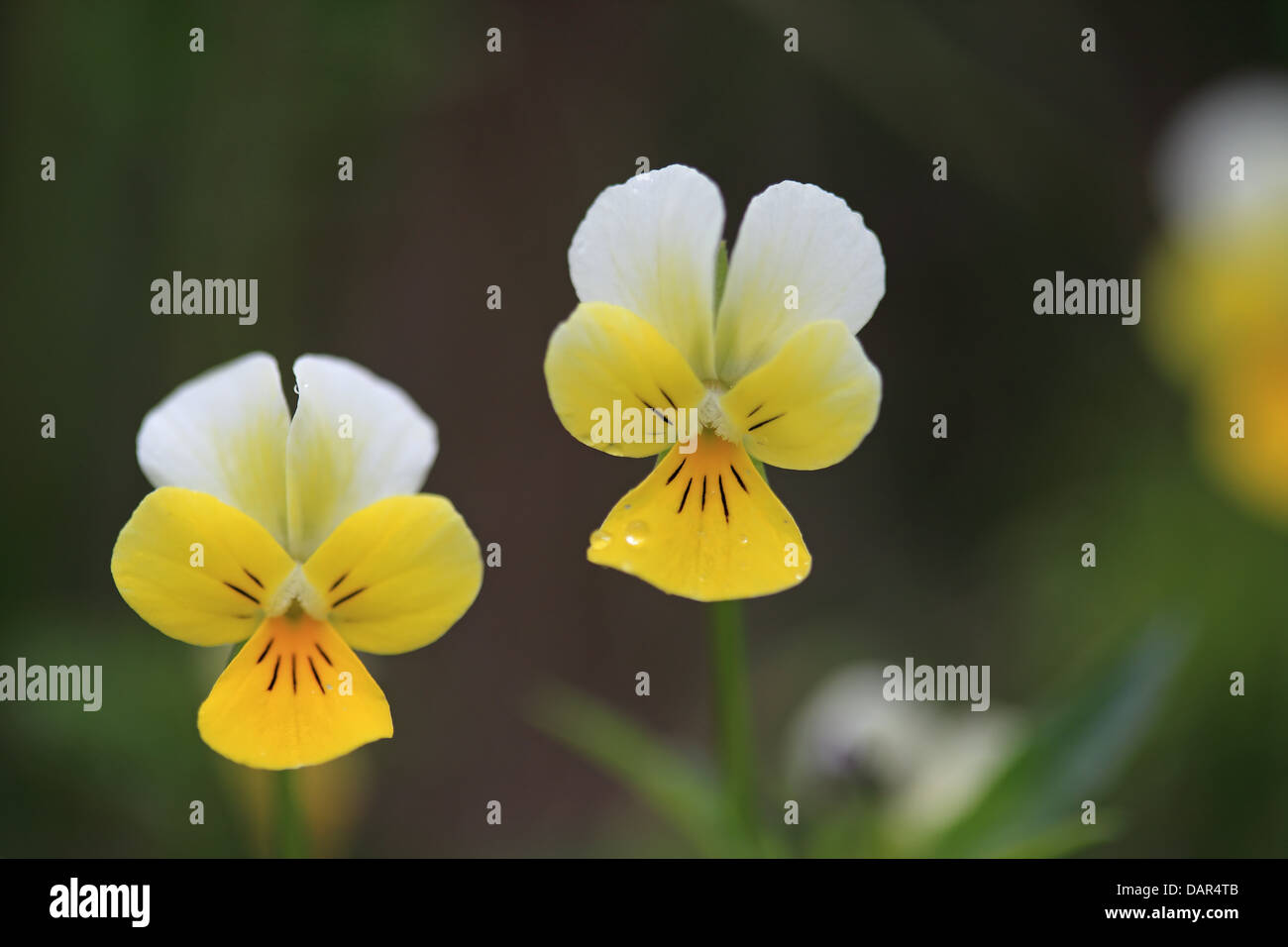 Wild Pansy (Viola tricolor subalpina Stock Photo Alamy