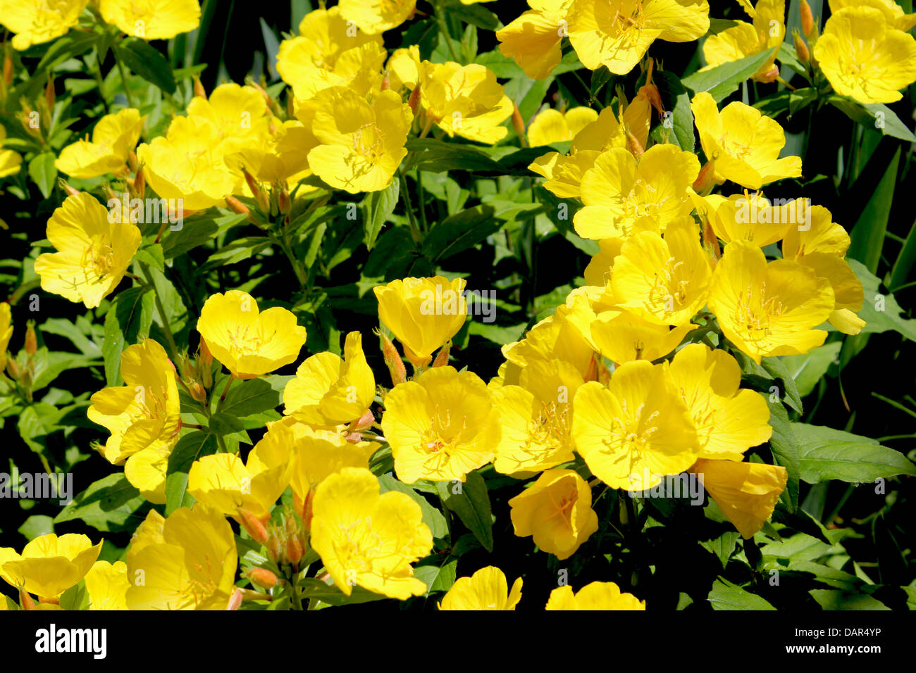 Ranunculus or Buttercup flower is a perennial plant usually flowering
