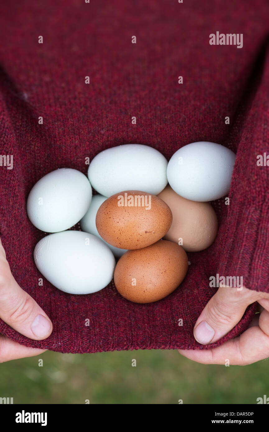Man collecting freshly laid free range home produced eggs in his jumper