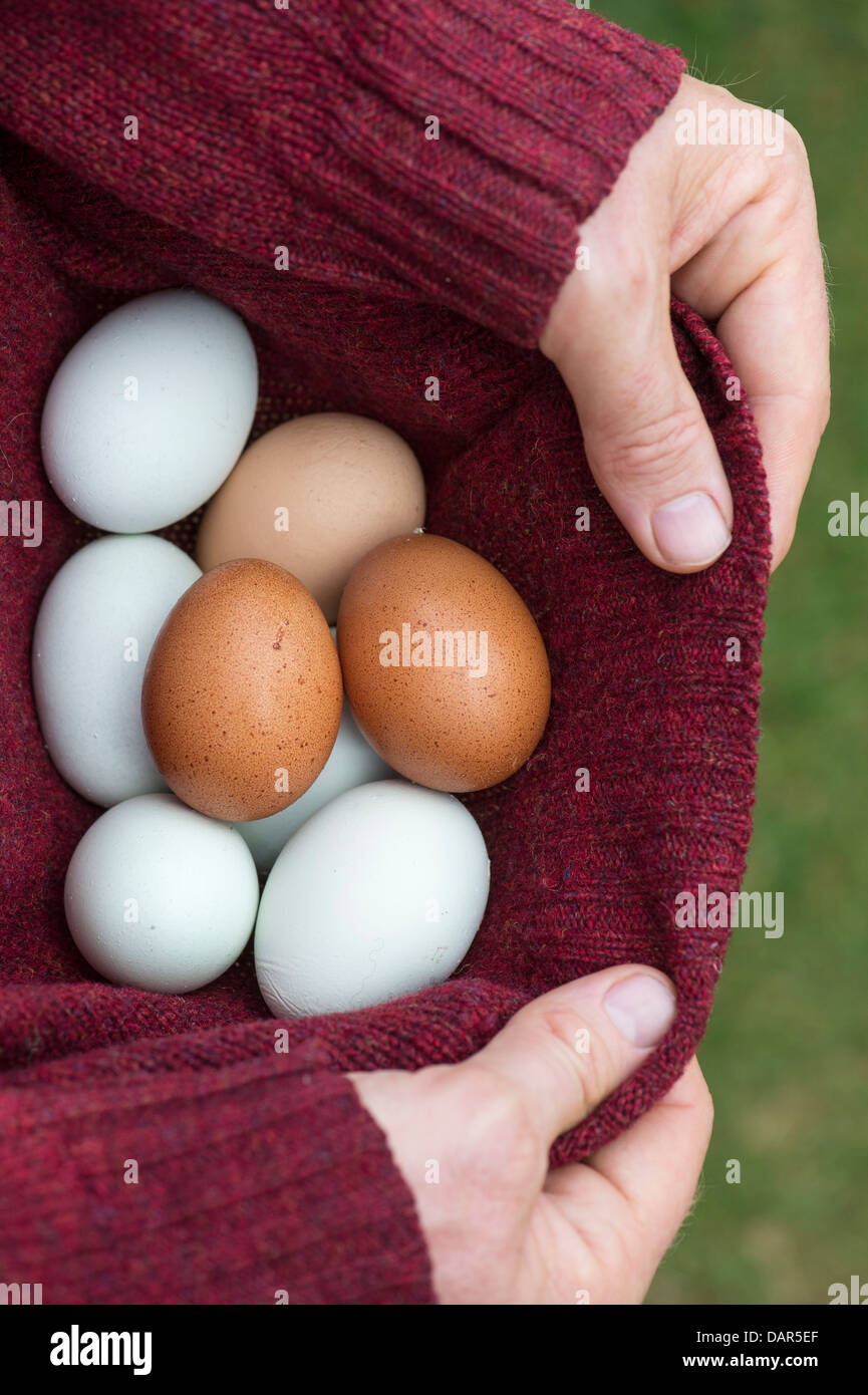 Hand collecting eggs hires stock photography and images Alamy