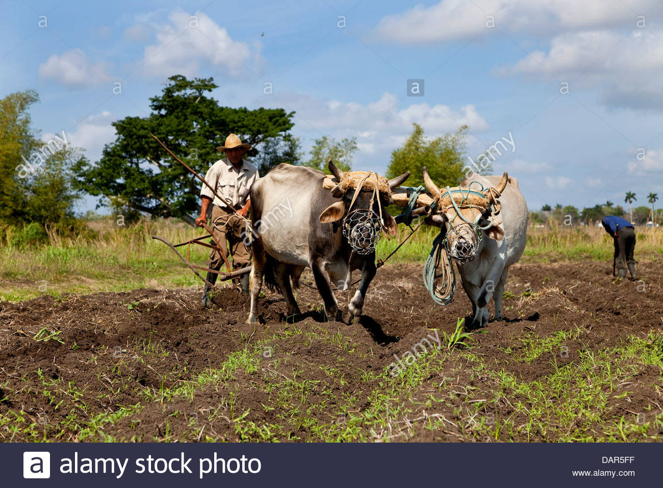 Güines High Resolution Stock Photography and Images - Alamy