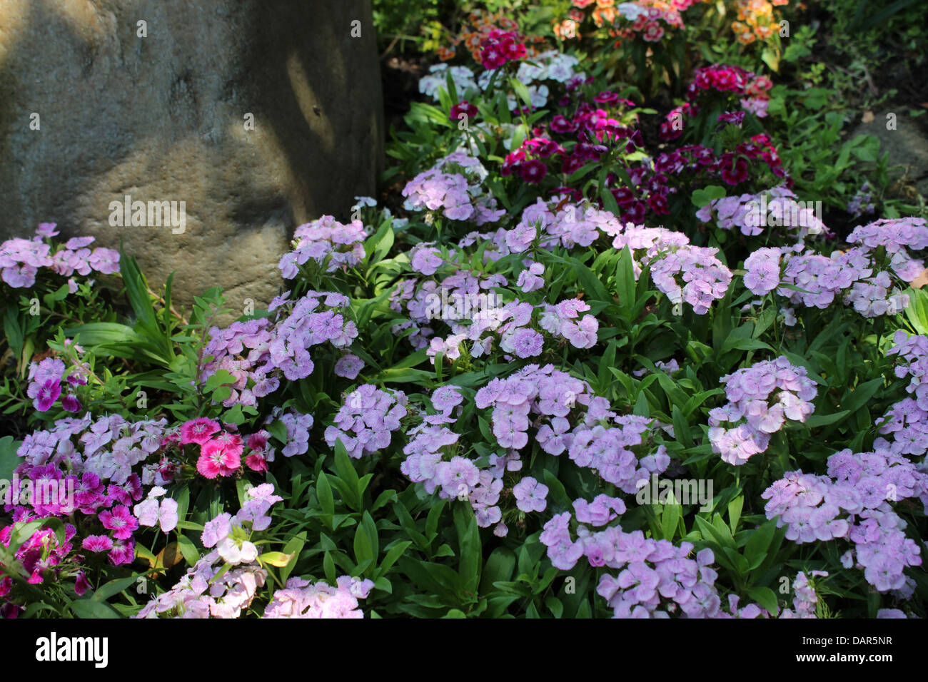 Dianthus flowers are either annual or biennial plants and comes in various colors. Stock Photo