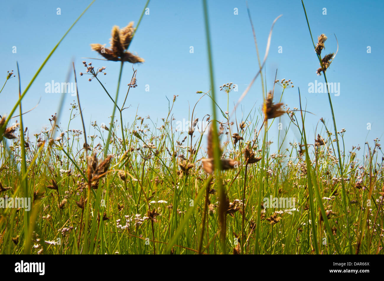 Long Uncut Grass High Resolution Stock Photography and Images - Alamy