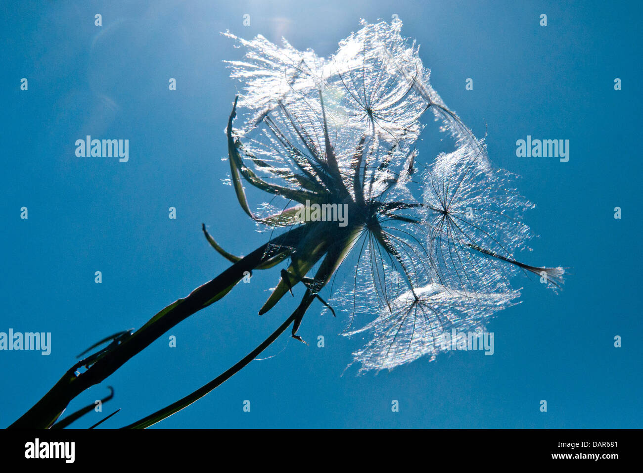 A dandelion seed head against a bright blue summer sky. Stock Photo