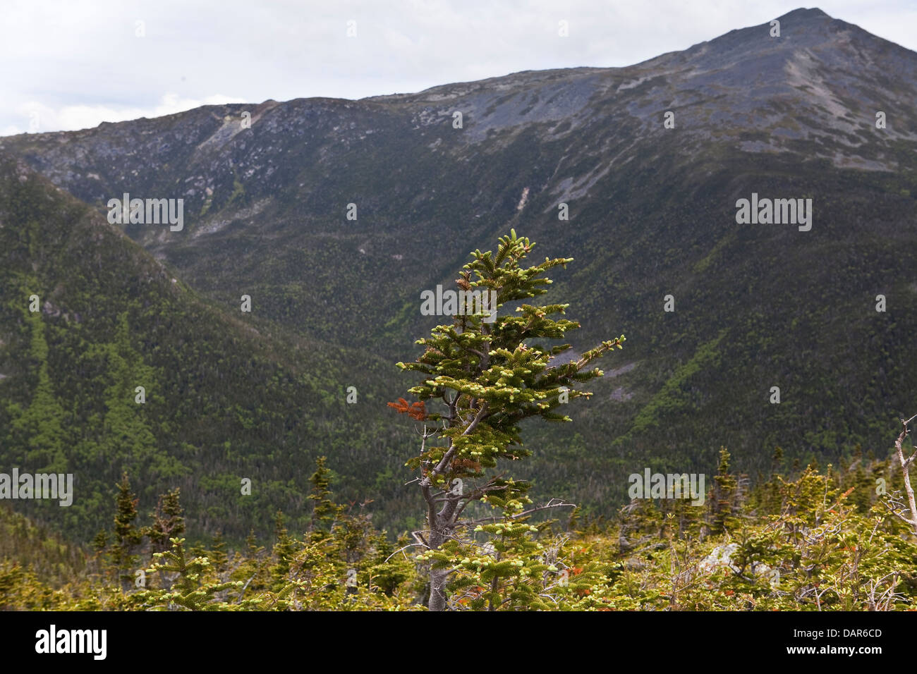 A fir tree is seen on the Mount Washington in New Hampshire Stock Photo