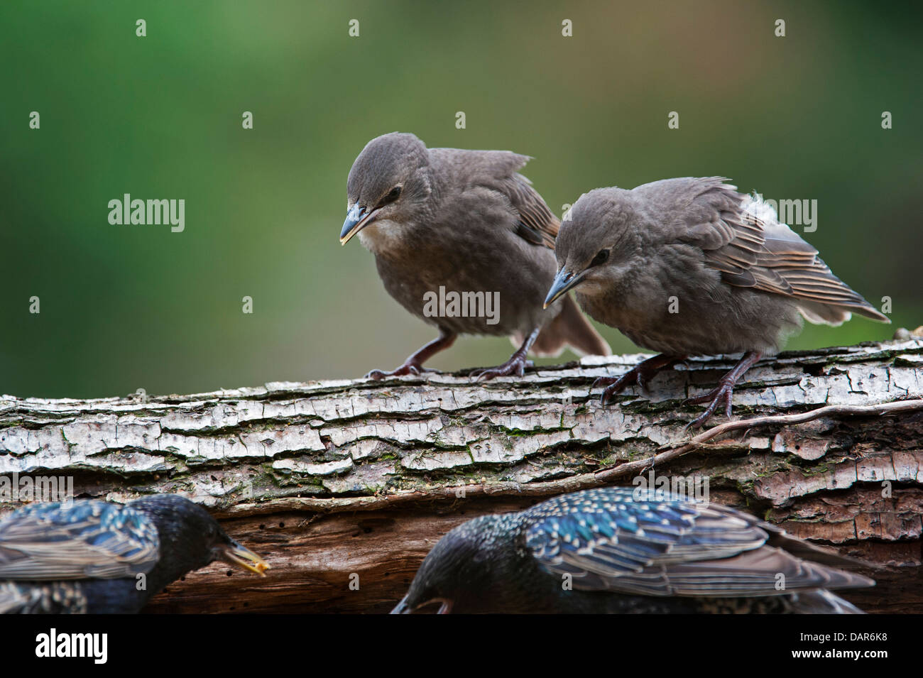 Two Common Starling / European starling (Sturnus vulgaris) fledglings begging for food in spring Stock Photo