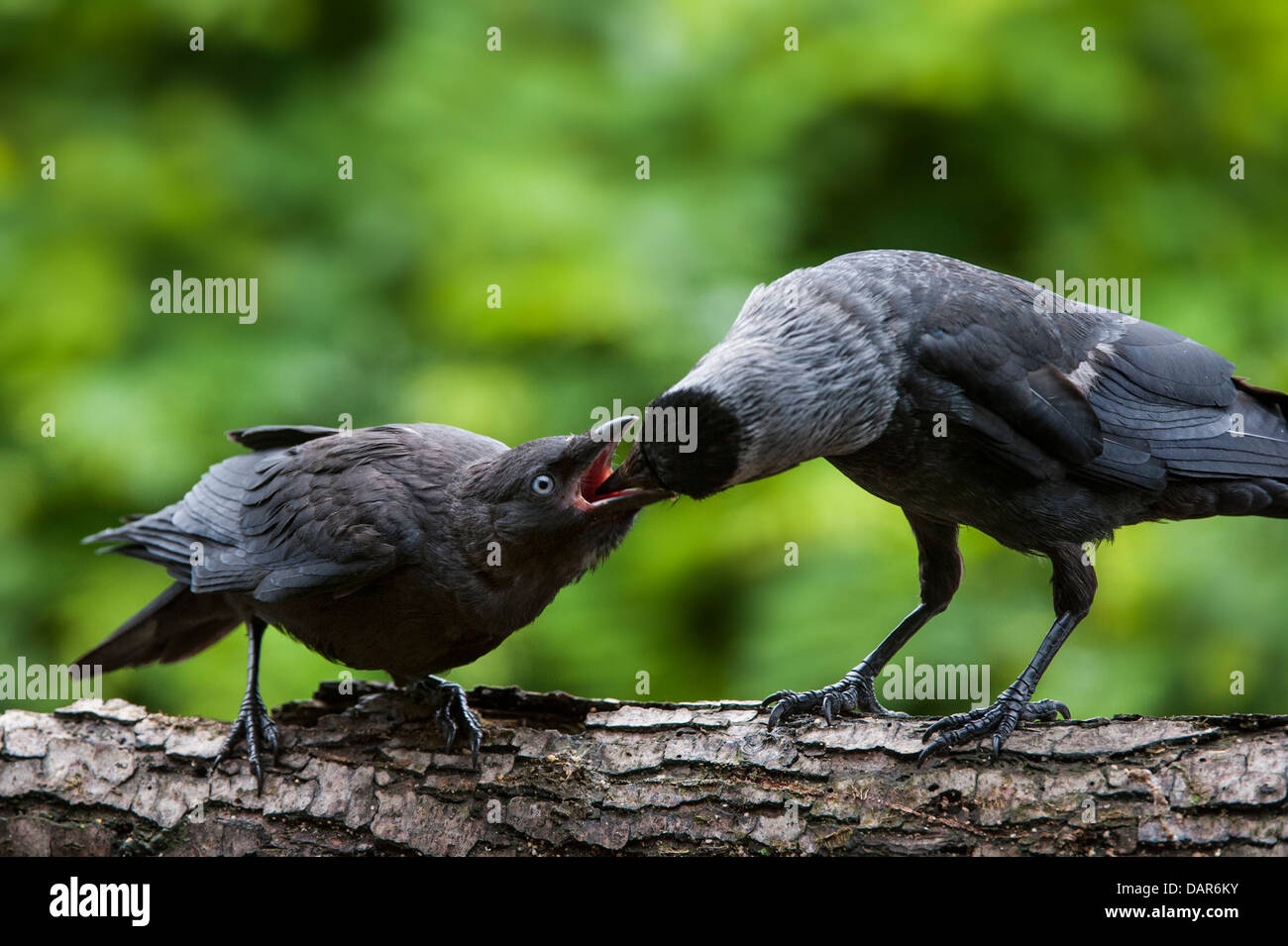 Western Jackdaw / European Jackdaws (Corvus monedula / Coloeus monedula) adult feeding fledgling begging for food on tree branch Stock Photo