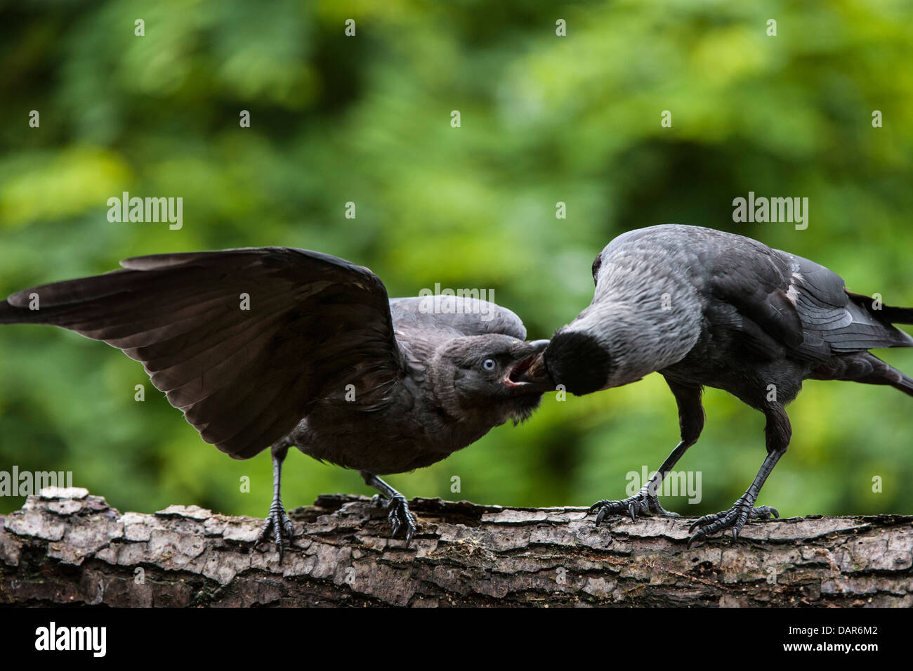 Jackdaw baby hires stock photography and images Alamy