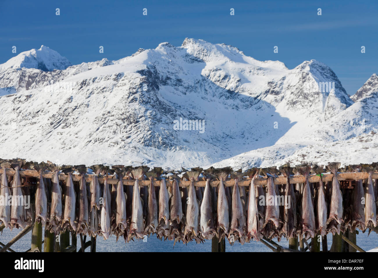 Atlantic cod (Gadus morhua) drying as stockfish on wooden racks / hjell ...