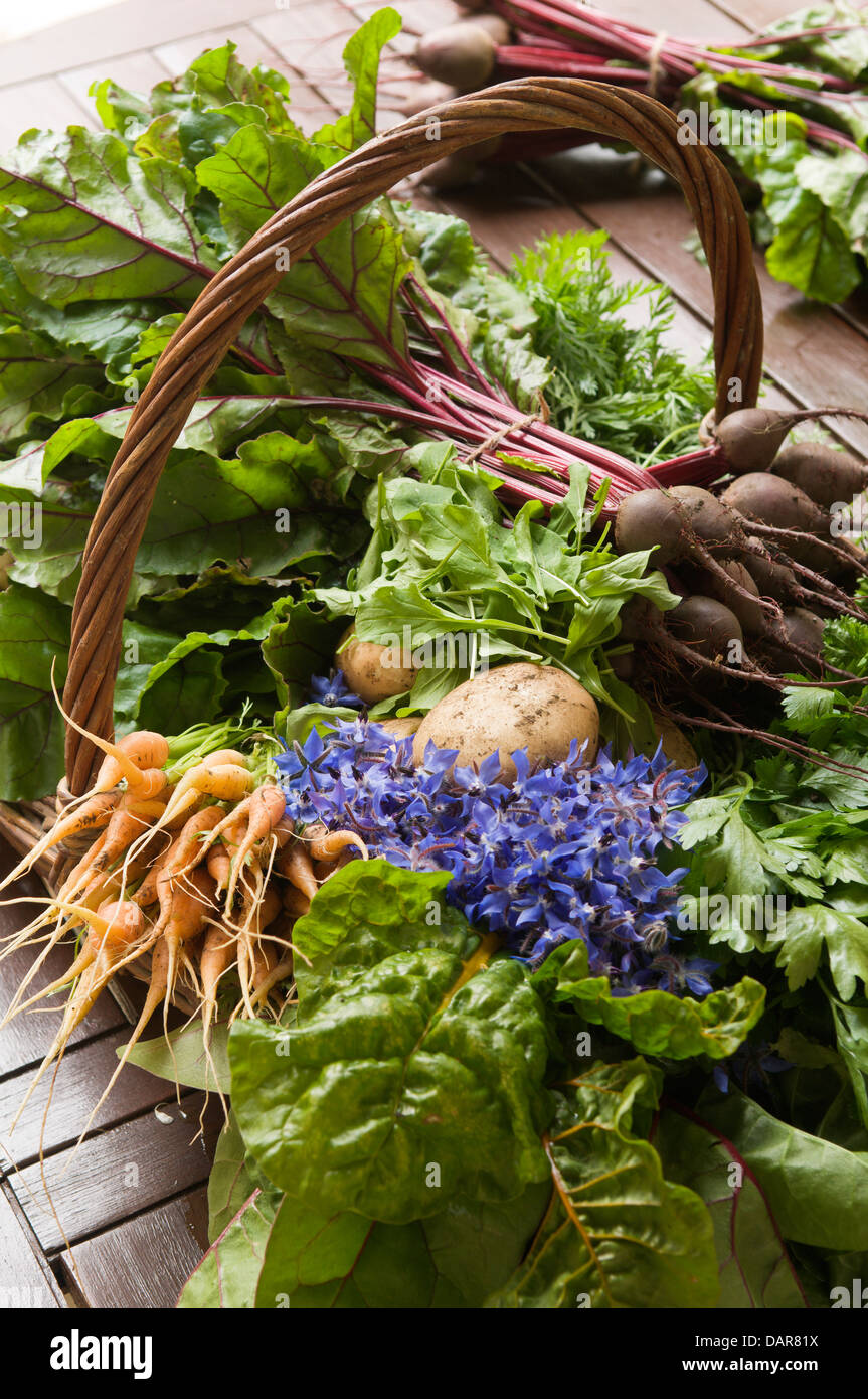 Freshly picked beetroot, carrots, potatoes and spinach in wicker basket Ampney Park, 17th century English country house Stock Photo