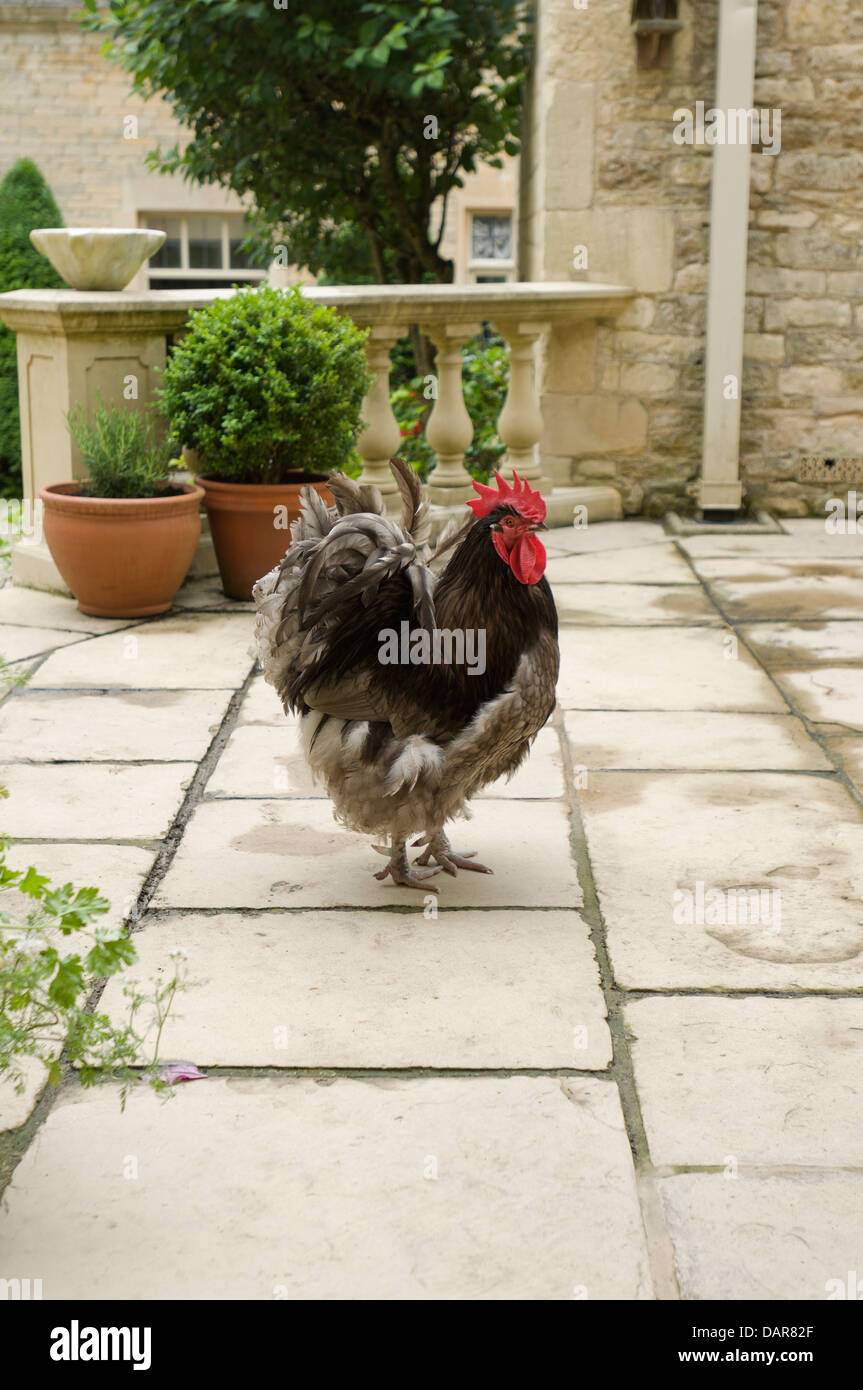 Hen on stone paved patio, Ampney Park, 17th century English country house Stock Photo