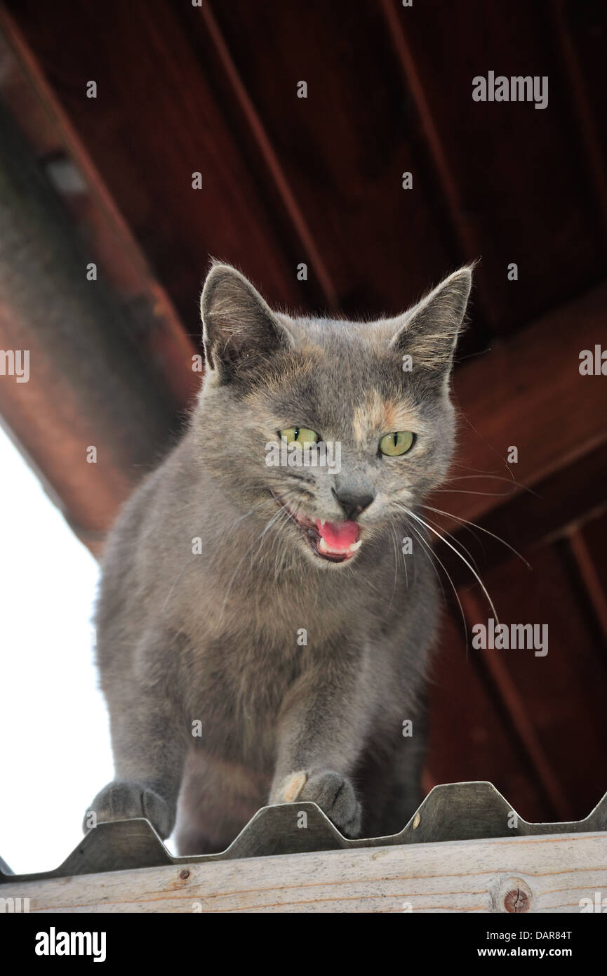 Hauskatze (Felis silvestris forma catus) Domestic cat • Ostalbkreis; Baden- Württemberg; Deutschland Stock Photo