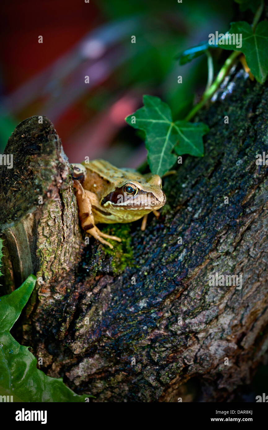 The Common Frog (Rana Temporaria) in its native garden habitat in late