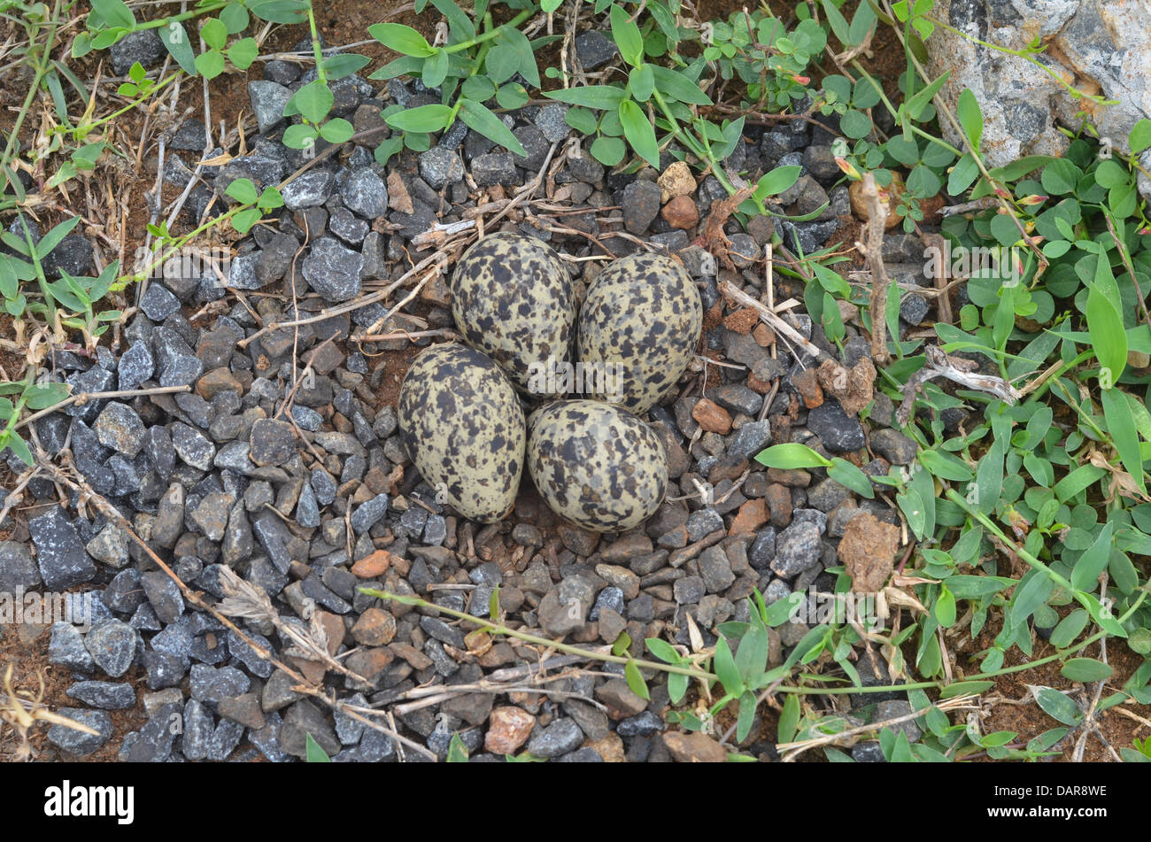 The Killdeer (Charadrius vociferus) Eggs Stock Photo