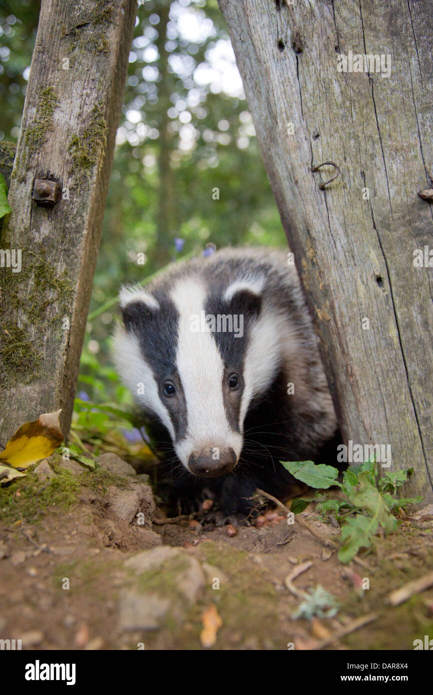 Badger; Meles meles; UK Stock Photo