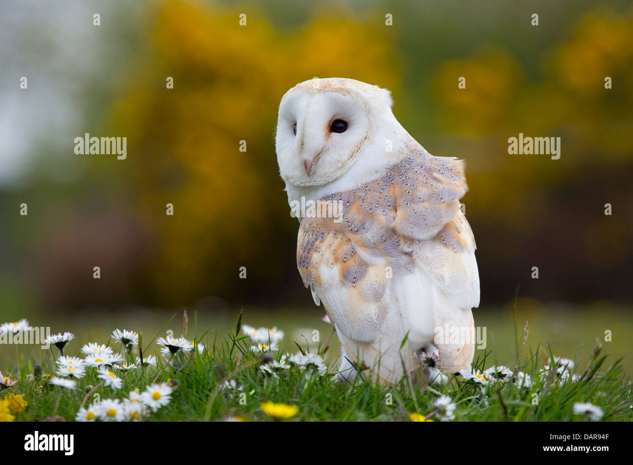 Barn Owl; Tyto Alba; With Daisies; UK Stock Photo