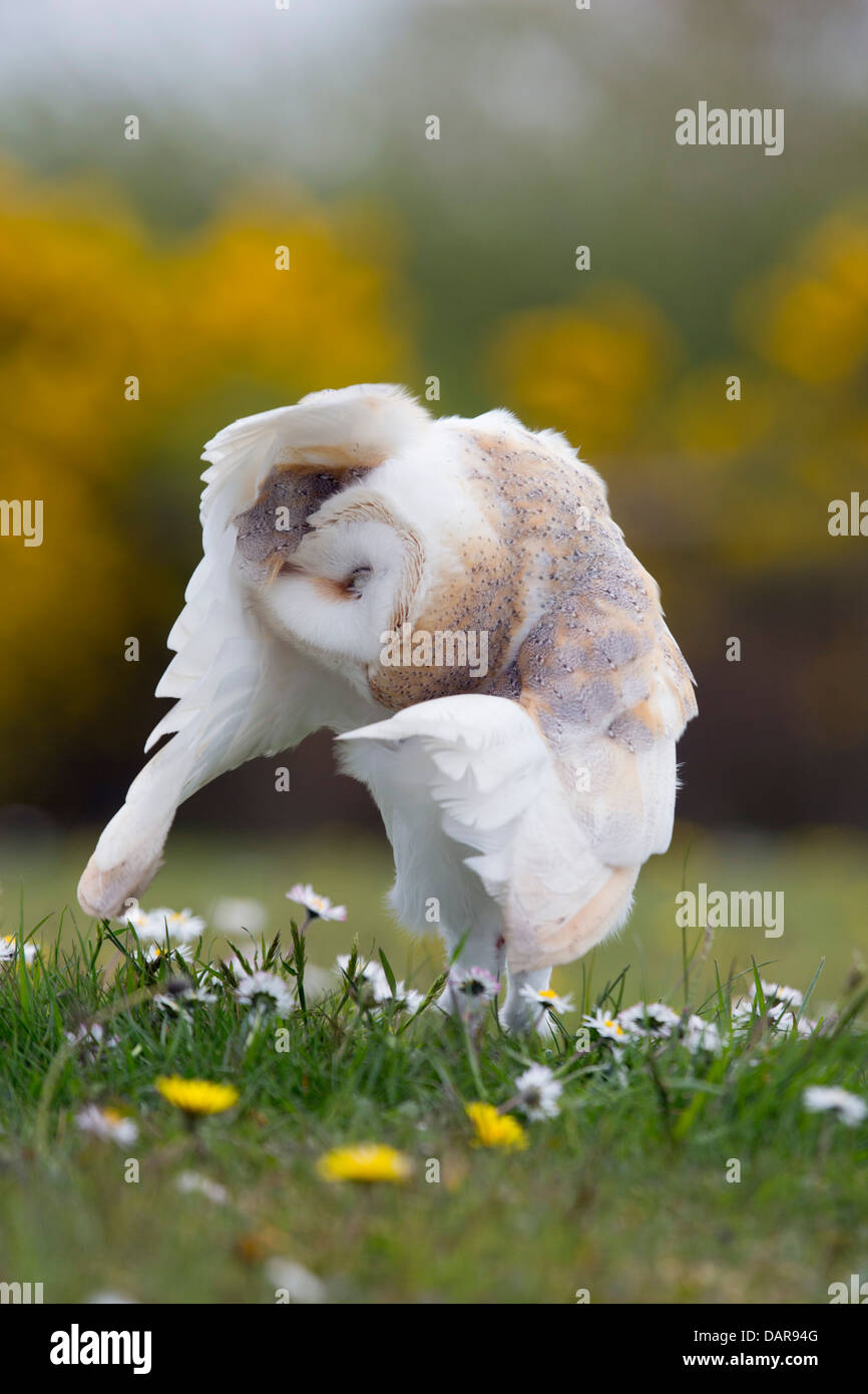 Barn Owl; Tyto Alba; Preening; UK Stock Photo