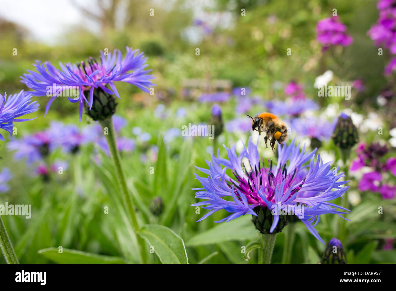 Bee; Bombus pascuorum; on Cornflower; Centaurea montana; UK Stock Photo