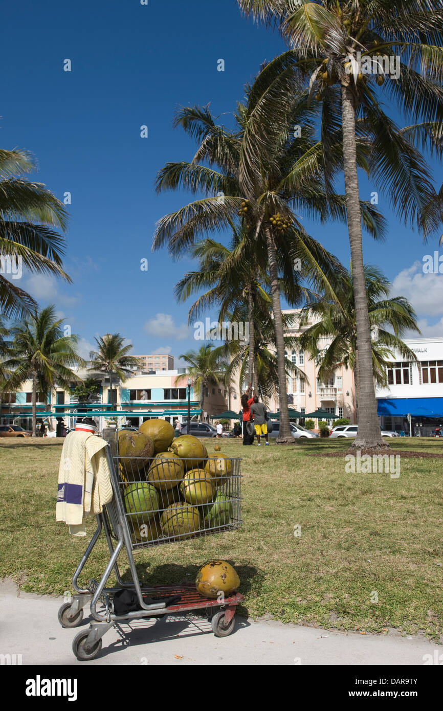 COCONUTS BEING COLLECTED PALM TREES LUMMUS PARK OCEAN DRIVE SOUTH BEACH MIAMI BEACH FLORIDA USA Stock Photo